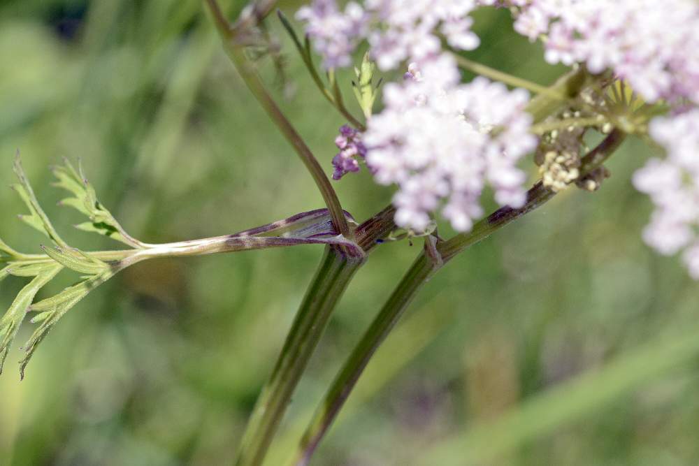 Pimpinella major (Apiaceae)
